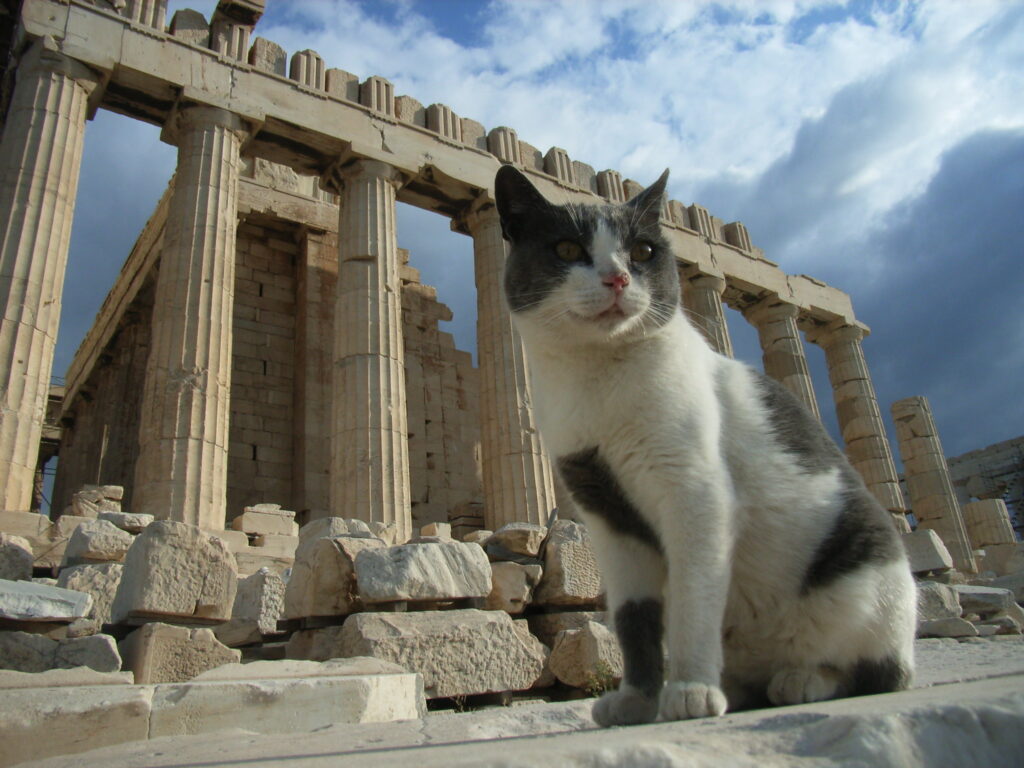 Katze vor Parthenon, Athen von: ristok, pathenon and a cat, CC2.0 https://www.flickr.com/photos/ristok/232677528 , 3.09.2006